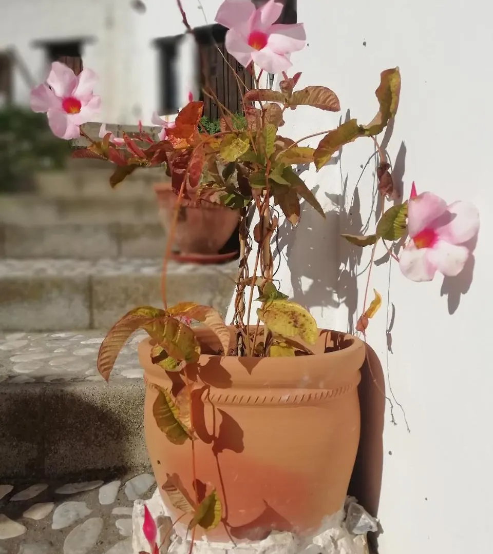 *** Bed & Breakfast B&B The Lost Village El Acebuchal Frigiliana Spanien